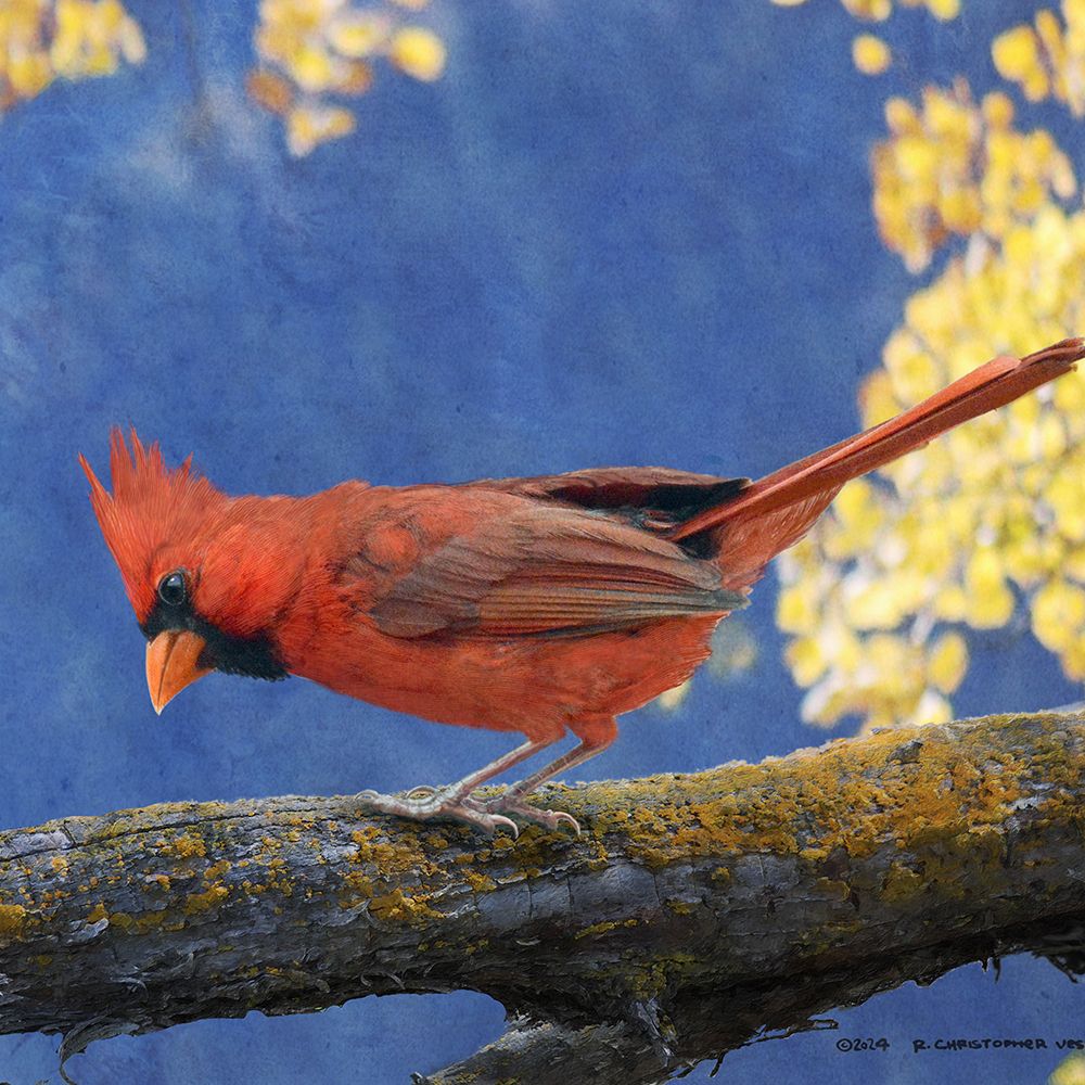 Cardinal on Branch art print by Christopher Vest for $57.95 CAD