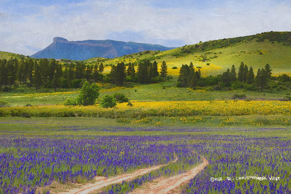Superbloom Here art print by Christopher Vest for $57.95 CAD