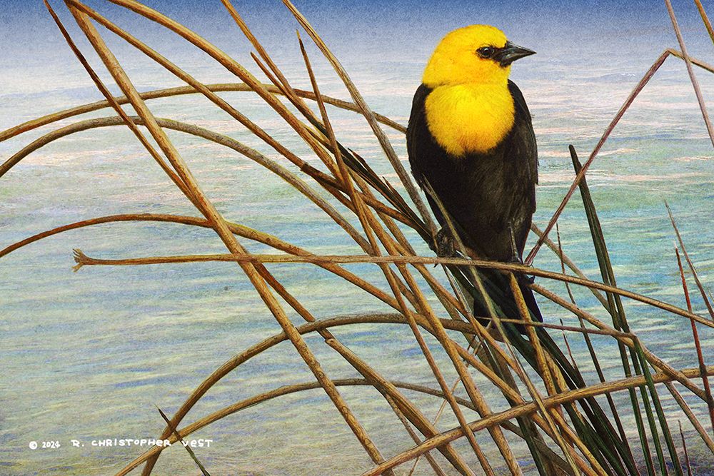 Yellow Headed Blackbird art print by Christopher Vest for $57.95 CAD