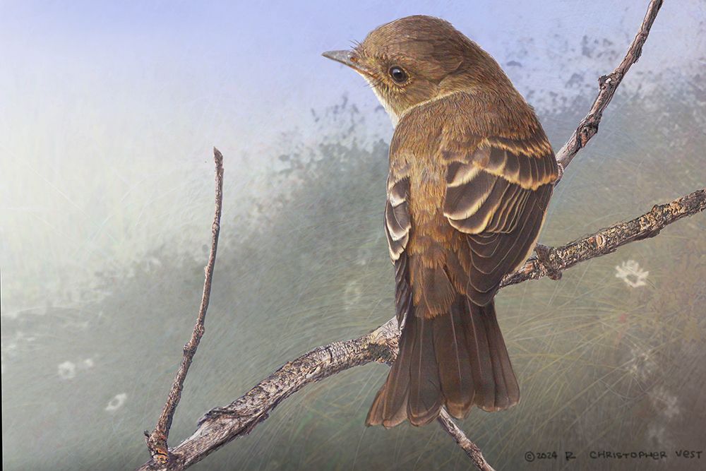 Western Wood-peewee art print by Christopher Vest for $57.95 CAD