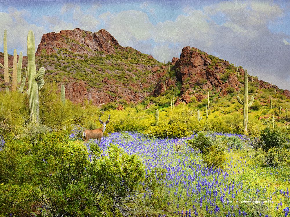 Lupines Amid Sagauros art print by Christopher Vest for $57.95 CAD