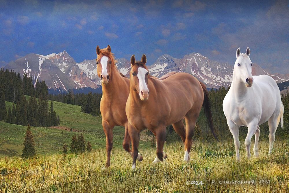 Three Horses at 535 art print by Christopher Vest for $57.95 CAD