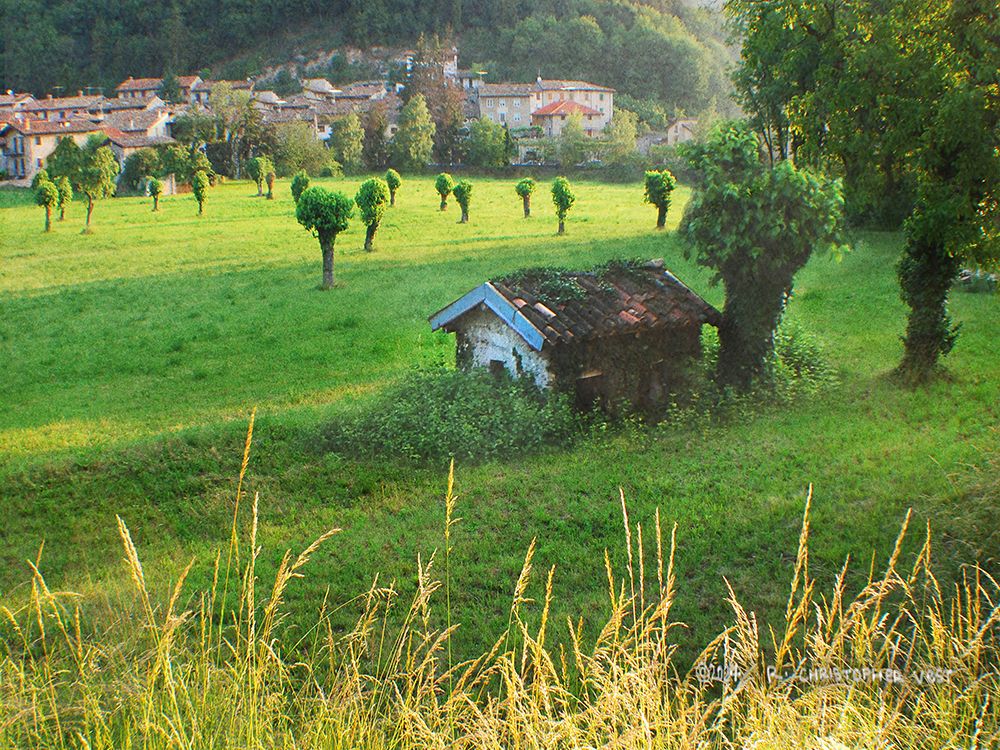 Mushroom Trees in a Village in Italy art print by Christopher Vest for $57.95 CAD