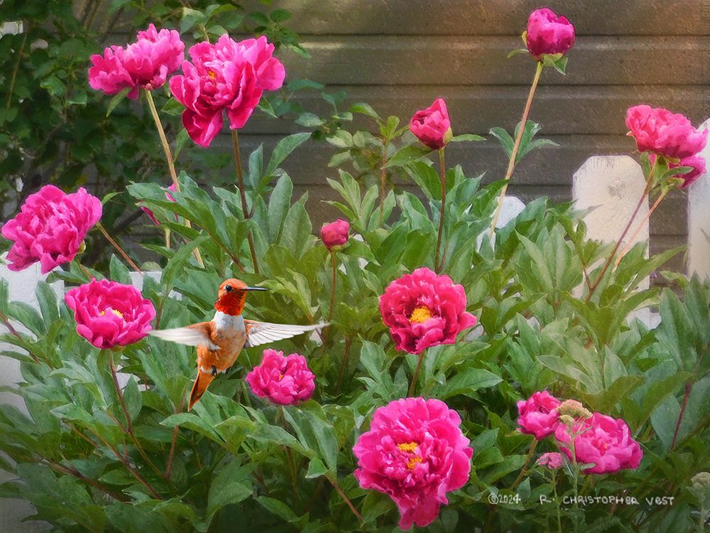 Fence Line Begonias art print by Christopher Vest for $57.95 CAD