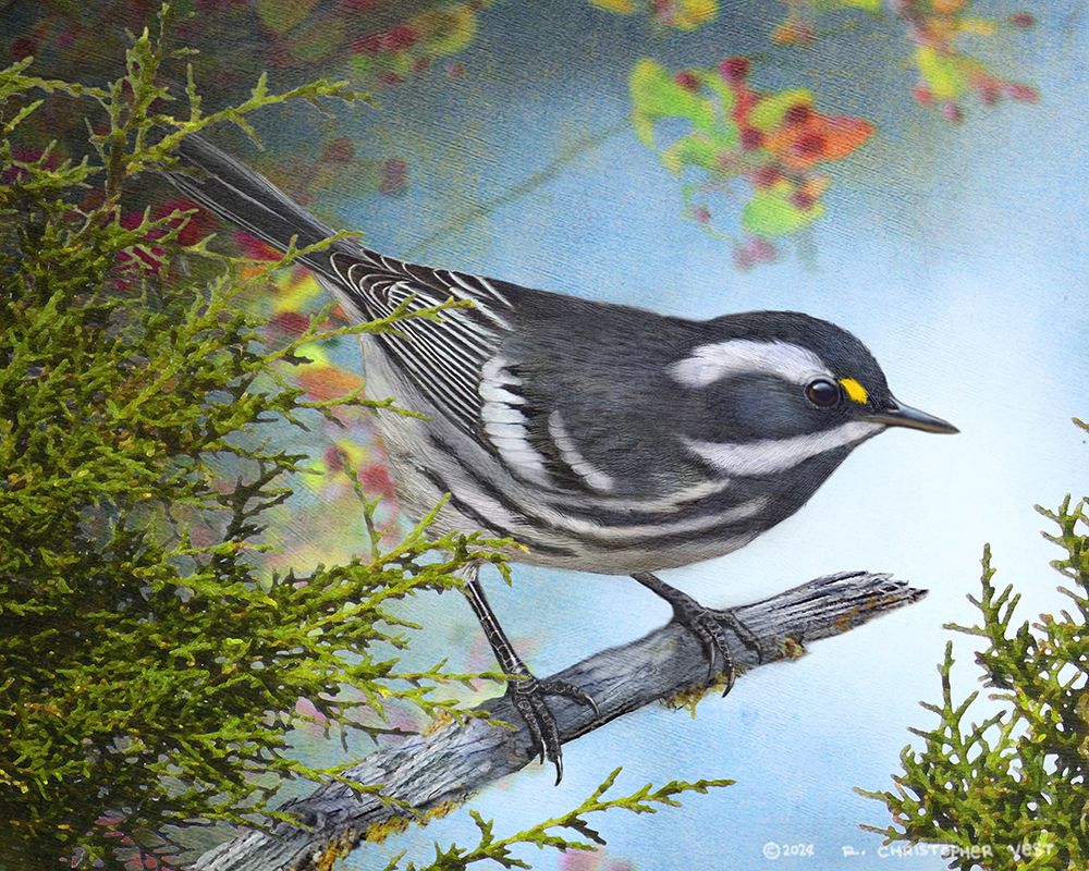 Black Throated Gray Warbler art print by Christopher Vest for $57.95 CAD