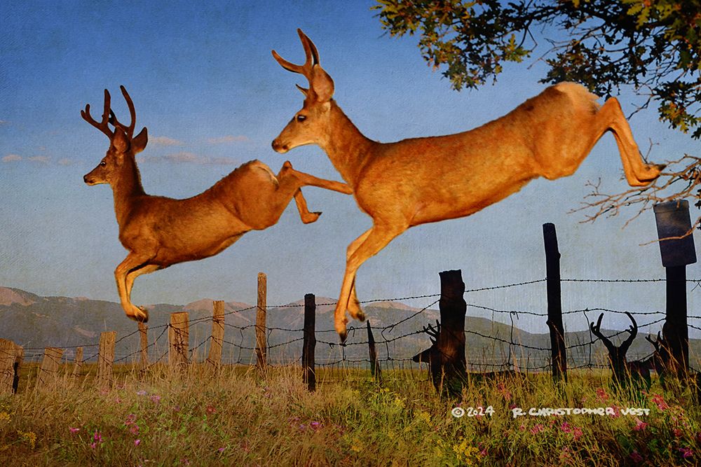 Jumping the Fence art print by Christopher Vest for $57.95 CAD