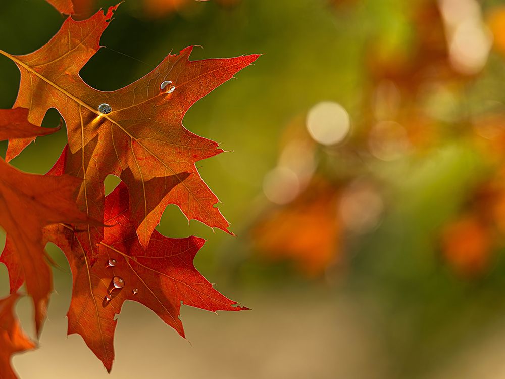 Autumn-colored Oak Leaves II art print by Franklin Kearney for $57.95 CAD