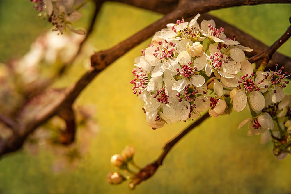 White Cherry Blossoms I art print by Franklin Kearney for $57.95 CAD