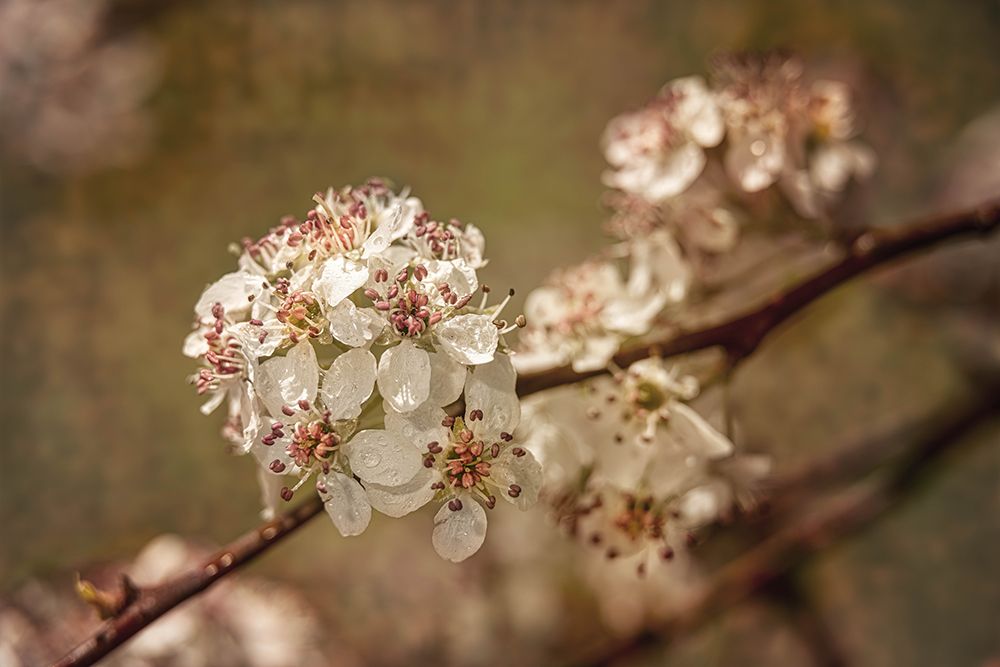 White Cherry Blossoms II art print by Franklin Kearney for $57.95 CAD