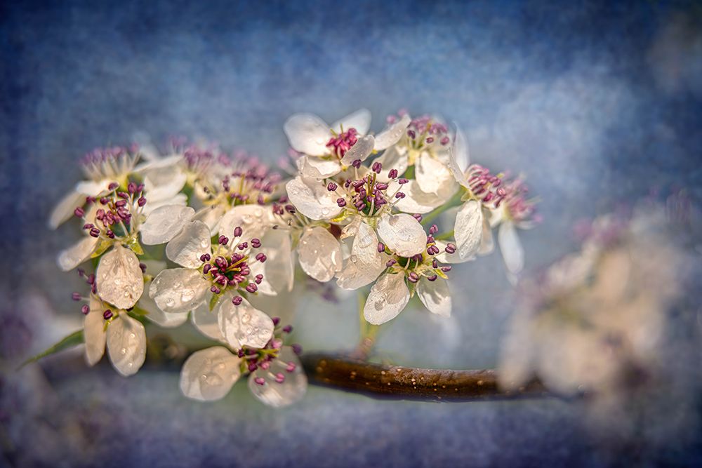 White Cherry Blossoms III art print by Franklin Kearney for $57.95 CAD