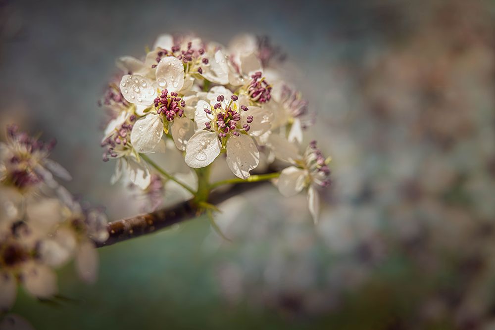 White Cherry Blossoms IV art print by Franklin Kearney for $57.95 CAD