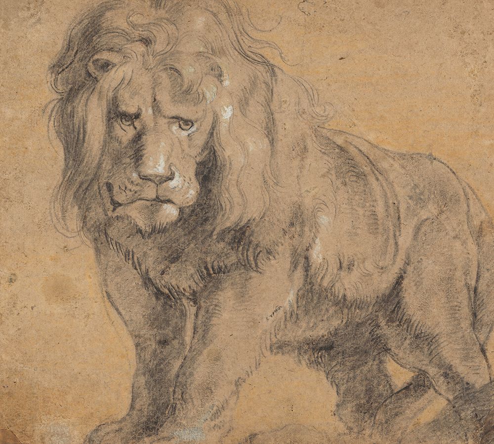 Lion 1612 art print by Peter Paul Rubens for $57.95 CAD