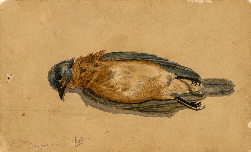 Dead Bird 1845 art print by John La Farge for $57.95 CAD