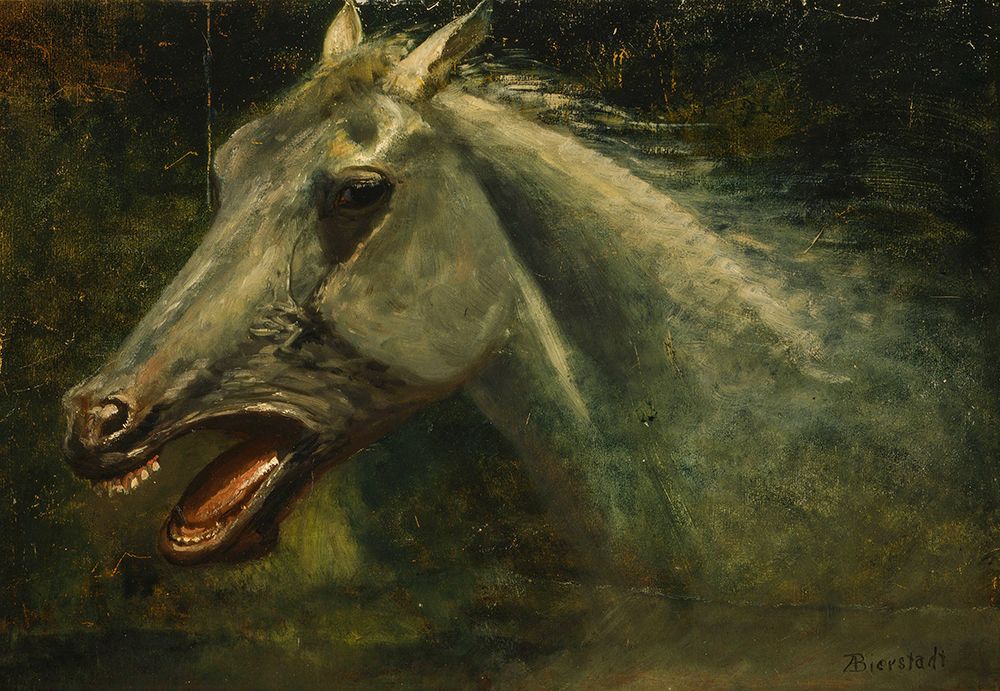 A Wild Stallion, an original oil sketch for The Last of the Buffalo ca 1888 art print by Albert Bierstadt for $57.95 CAD