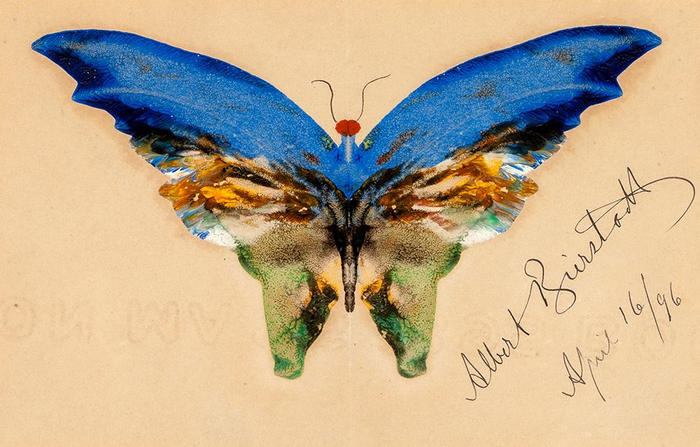 Blue Butterfly 1896 art print by Albert Bierstadt for $57.95 CAD