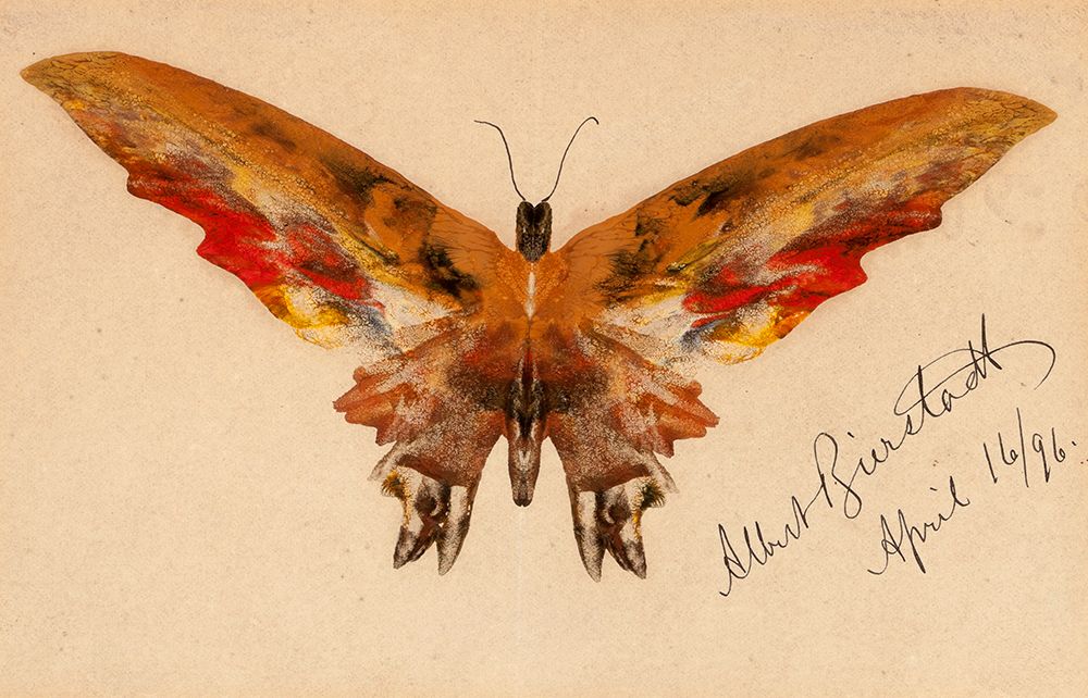 Butterfly 1896 art print by Albert Bierstadt for $57.95 CAD