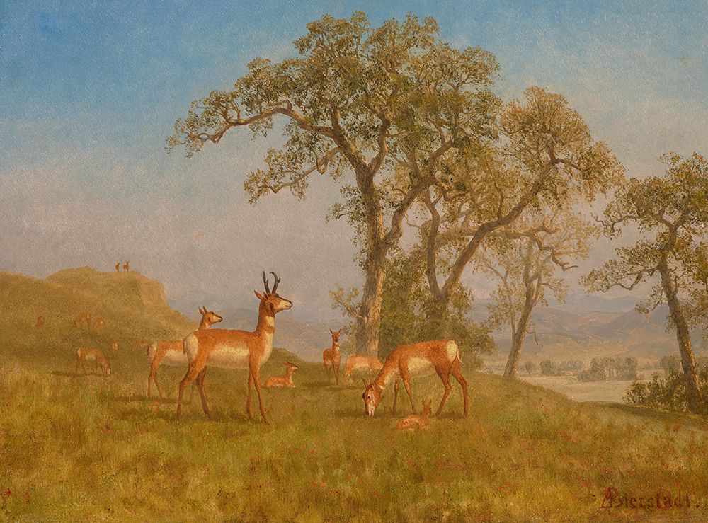 Grazing Antelope 1863 art print by Albert Bierstadt for $57.95 CAD