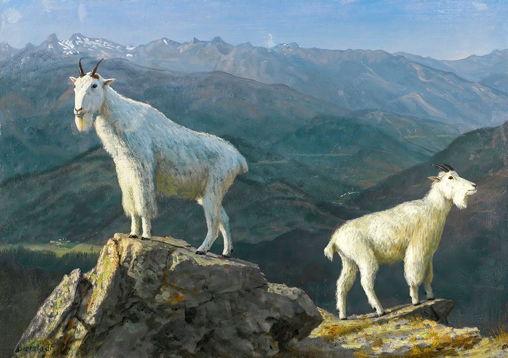 Mountain Goats art print by Albert Bierstadt for $57.95 CAD