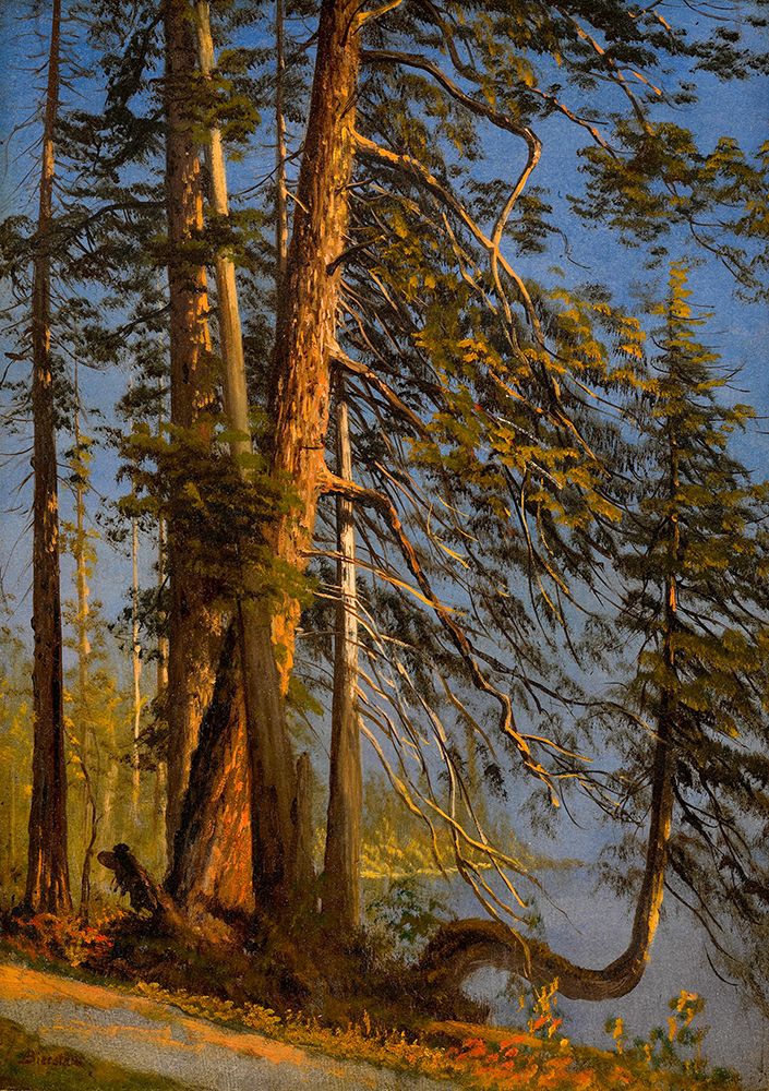 Park at Vancouver ca 1889 art print by Albert Bierstadt for $57.95 CAD