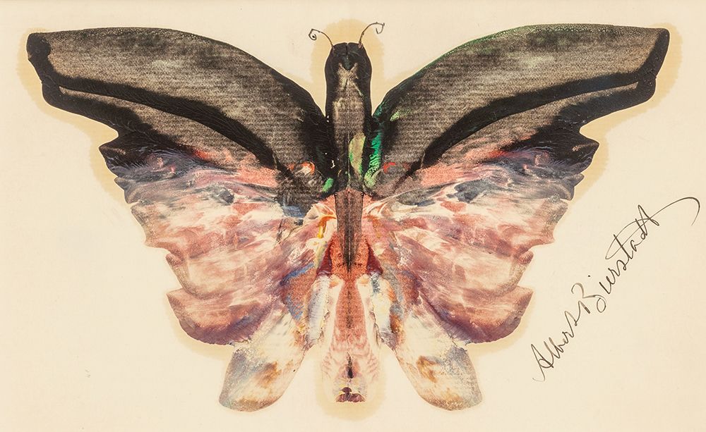 Pink Butterfly art print by Albert Bierstadt for $57.95 CAD