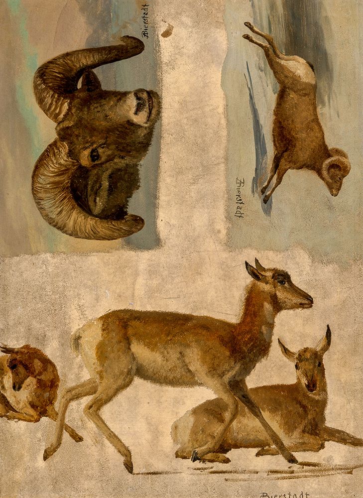Study of Bighorn Sheep and Antelope art print by Albert Bierstadt for $57.95 CAD