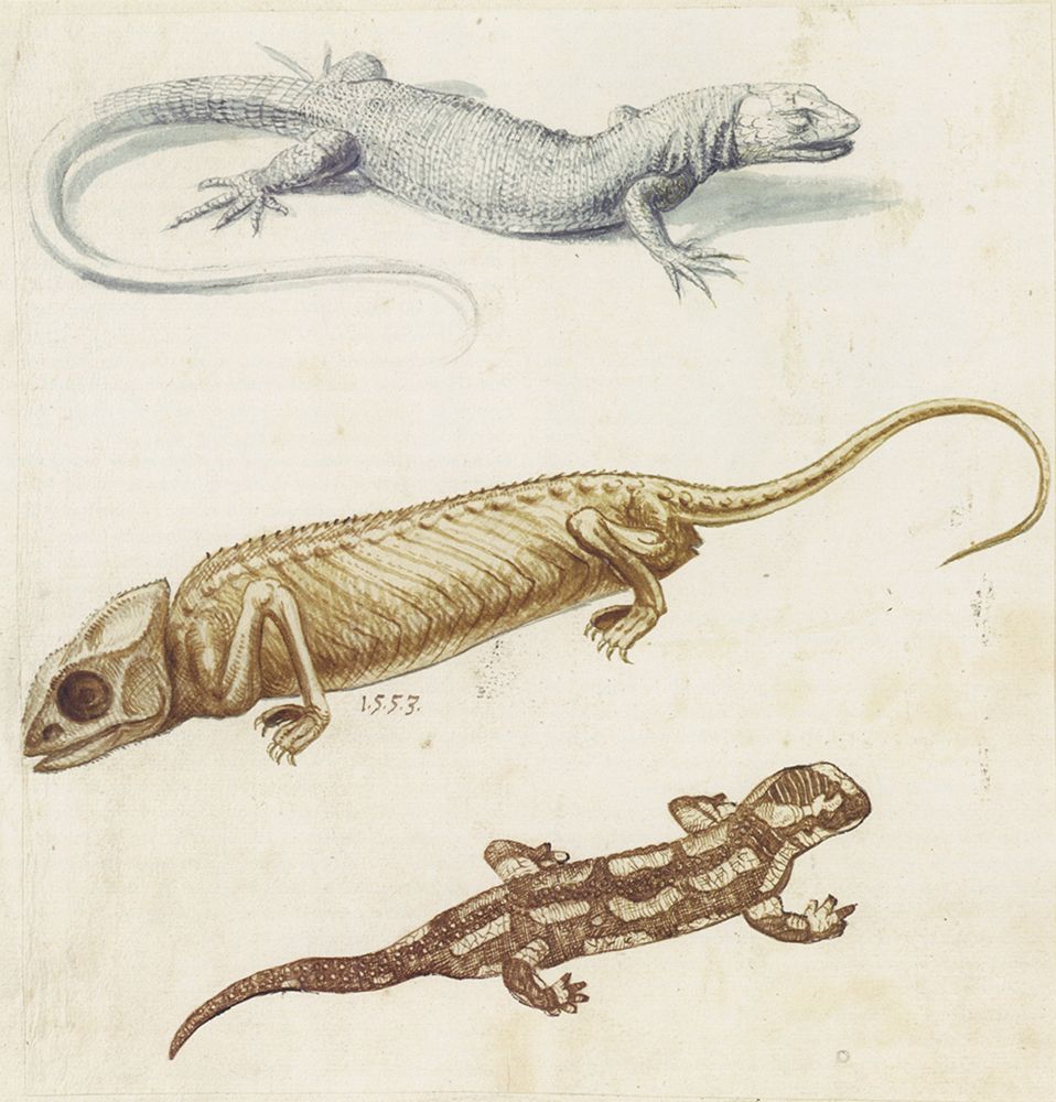 Study of a Lizard, Chameleon and Salamander 1553 art print by Giuseppe Arcimboldo for $57.95 CAD