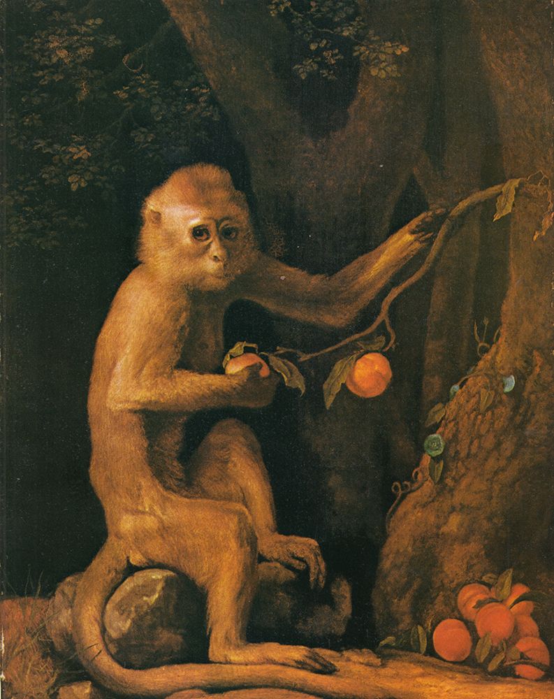 Green Monkey 1798 art print by George Stubbs for $57.95 CAD