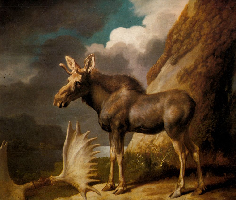 The Moose 1770 art print by George Stubbs for $57.95 CAD