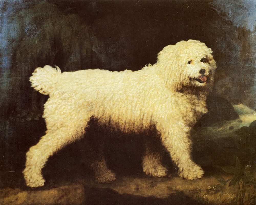 Water Spaniel Dog 1804 art print by George Stubbs for $57.95 CAD