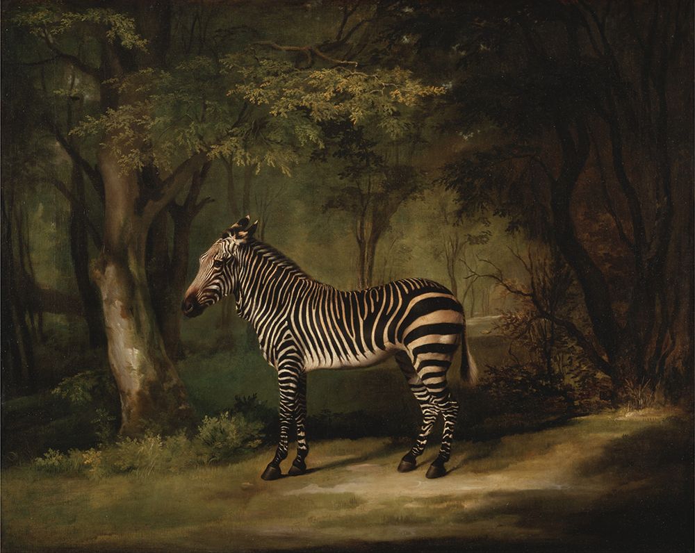 Zebra 1762 art print by George Stubbs for $57.95 CAD