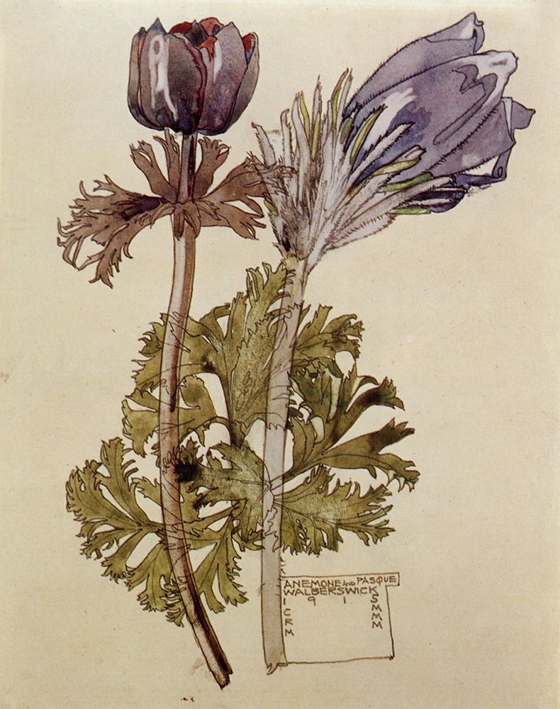 Anemone and Pasque, Walberswick 1915 art print by Charles Rennie Mackintosh for $57.95 CAD