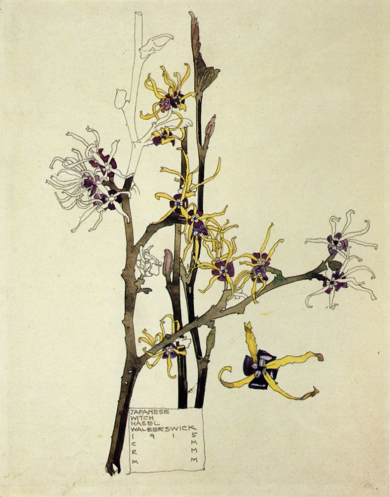 Japanese Witch Hazel 1915 art print by Charles Rennie Mackintosh for $57.95 CAD