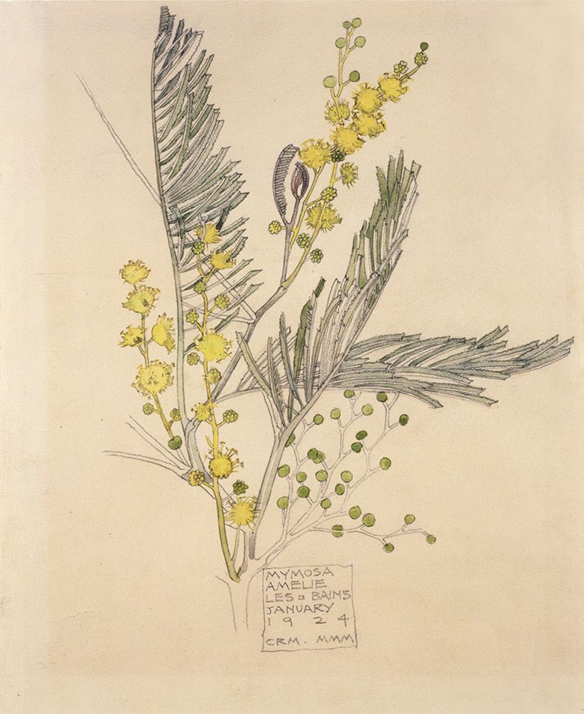 Mimosa, Amelie-les-Bains 1924 art print by Charles Rennie Mackintosh for $57.95 CAD
