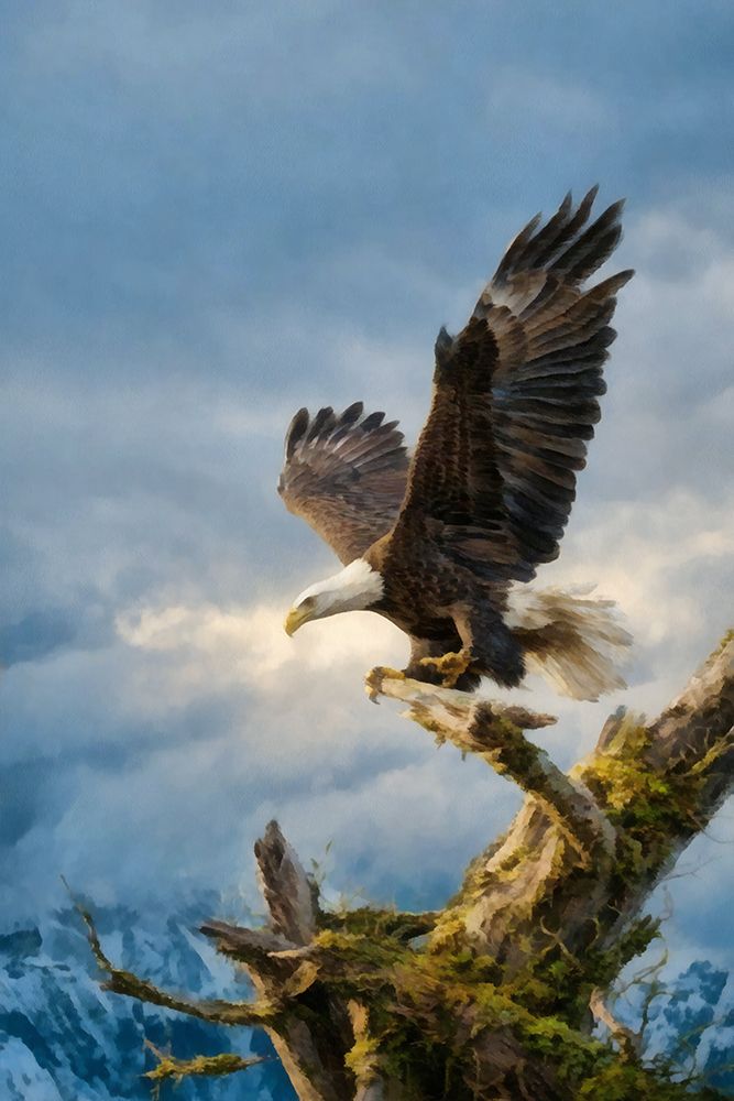 Mountain Eagle I art print by Buck Rawlins for $57.95 CAD