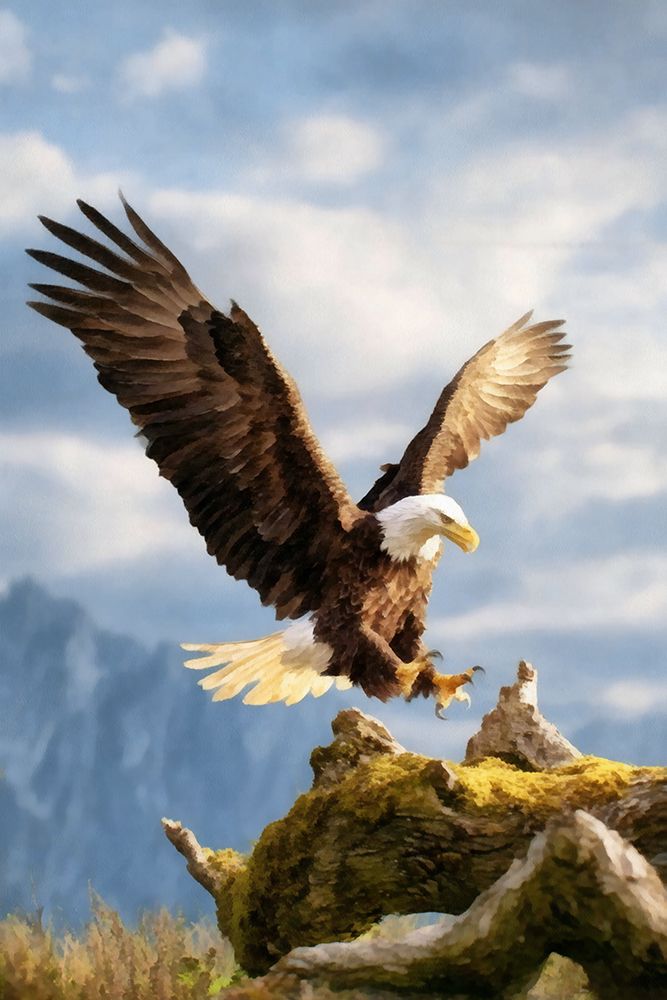 Mountain Eagle II art print by Buck Rawlins for $57.95 CAD