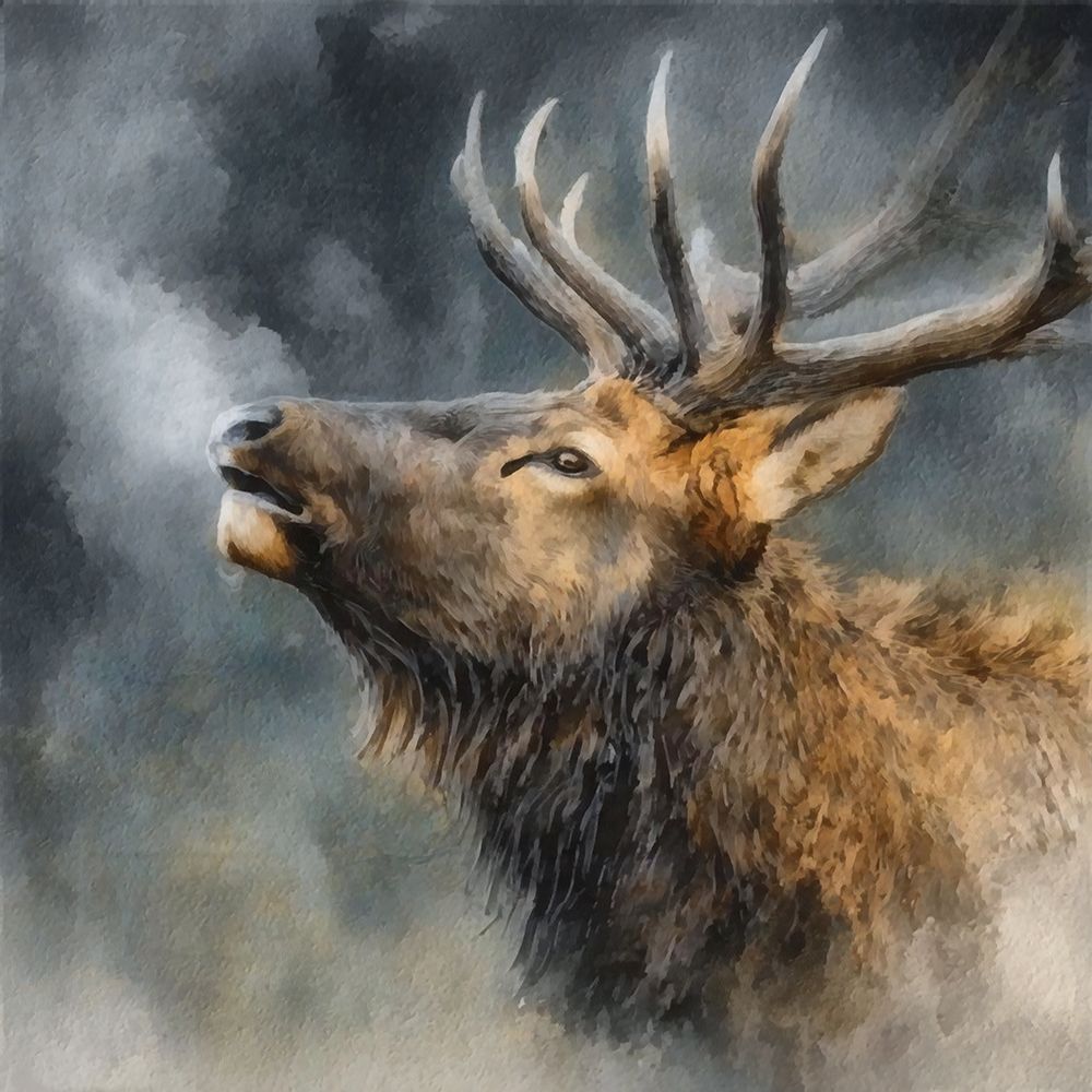Calling Bull Elk II art print by Buck Rawlins for $57.95 CAD