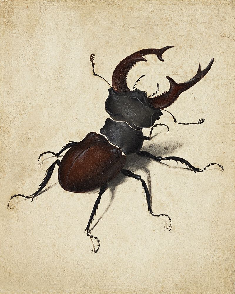 Stag Beetle 1505 art print by Albrecht Durer for $57.95 CAD
