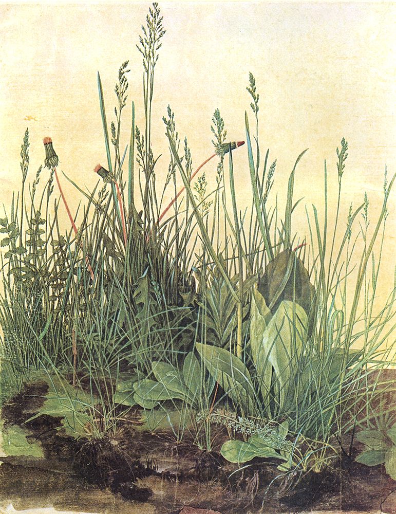 The Large Piece of Turf 1503 art print by Albrecht Durer for $57.95 CAD