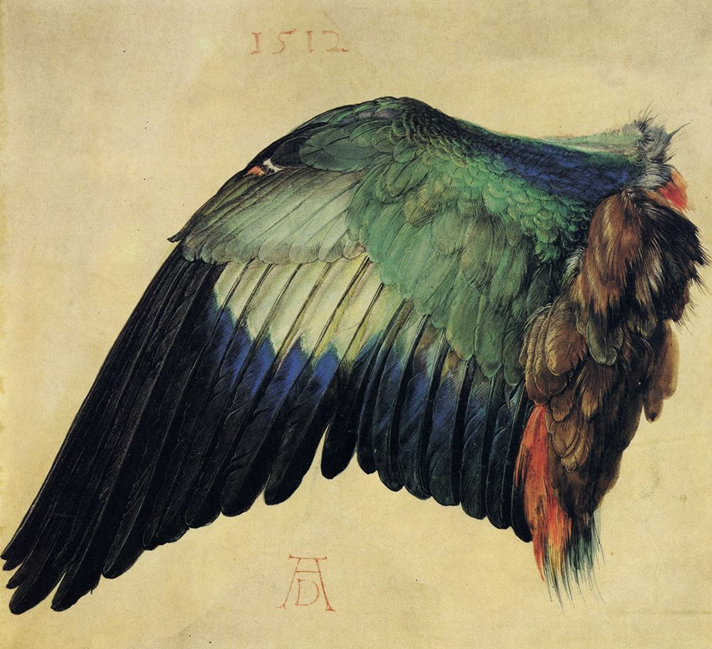 Wing of a Roller 1512 art print by Albrecht Durer for $57.95 CAD