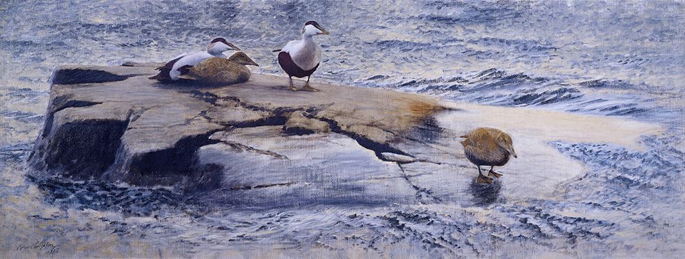 Eiders on the Skerry 1907 art print by Bruno Liljefors for $57.95 CAD