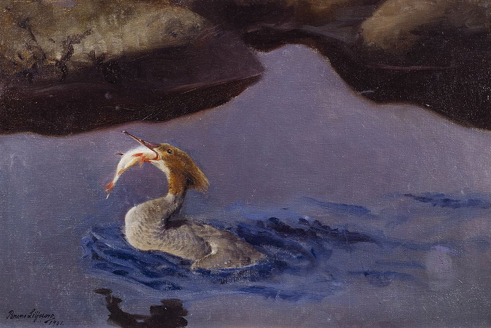 Female Merganser 1901 art print by Bruno Liljefors for $57.95 CAD