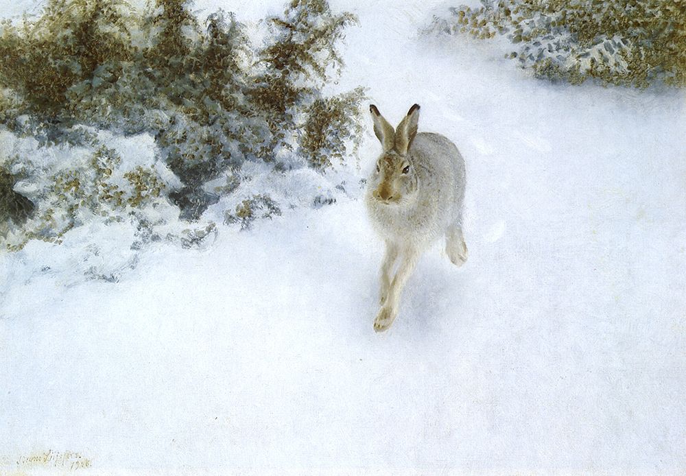Hare in Winter 1905 art print by Bruno Liljefors for $57.95 CAD