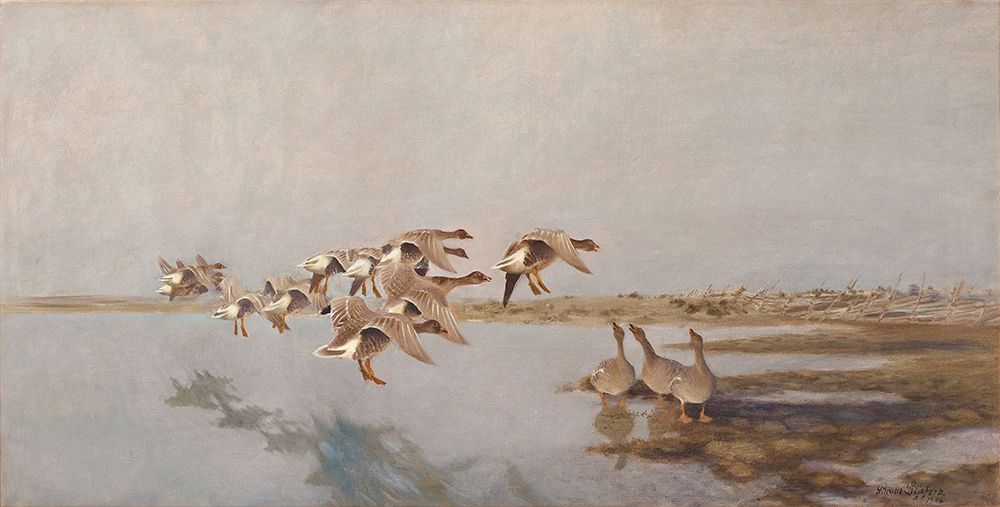 Landing Geese 1906 art print by Bruno Liljefors for $57.95 CAD