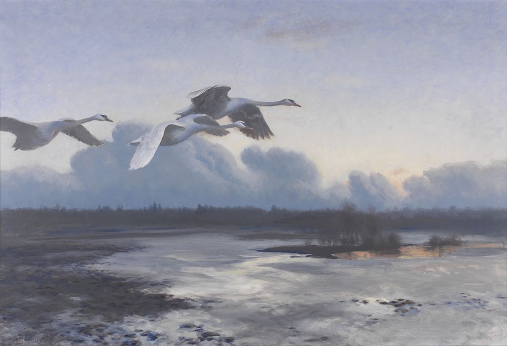 Mute Swans on Evening Migration in 1939 art print by Bruno Liljefors for $57.95 CAD
