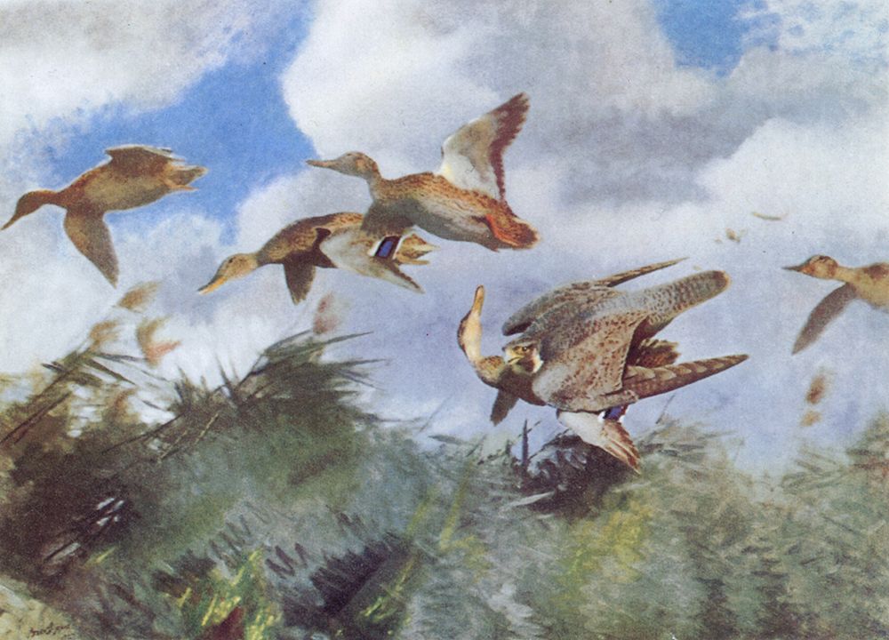 Peregrine attacking Ducks 1929 art print by Bruno Liljefors for $57.95 CAD