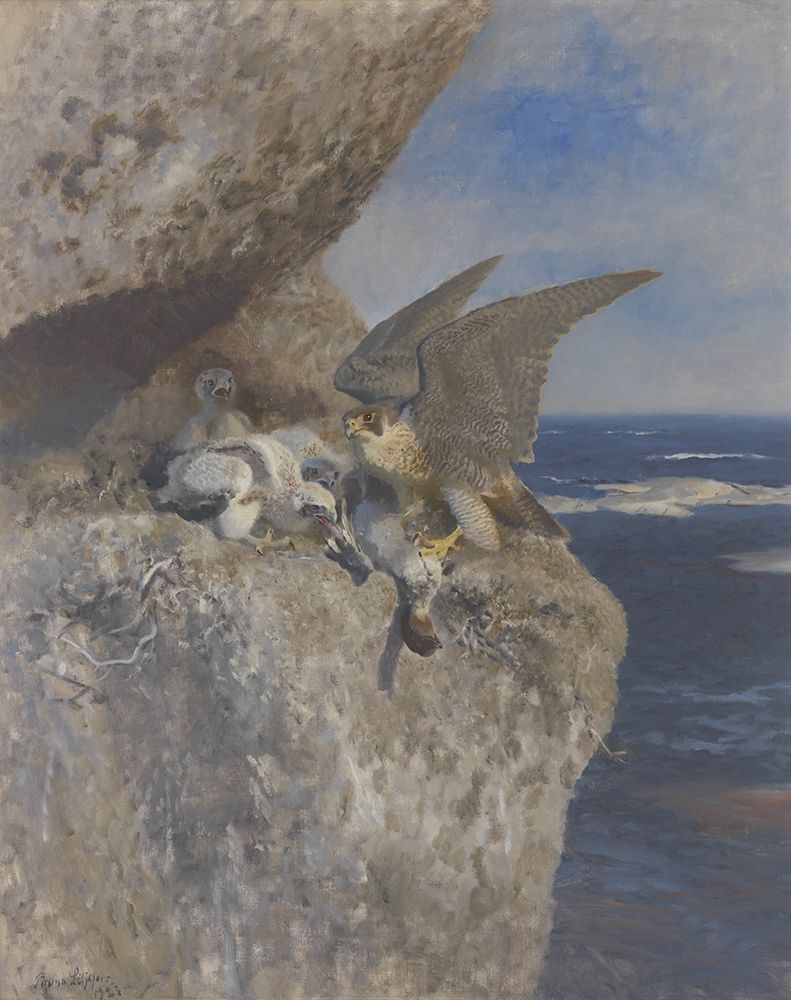 Peregrine Falcon with Prey at its Nest on the Coast 1939 art print by Bruno Liljefors for $57.95 CAD