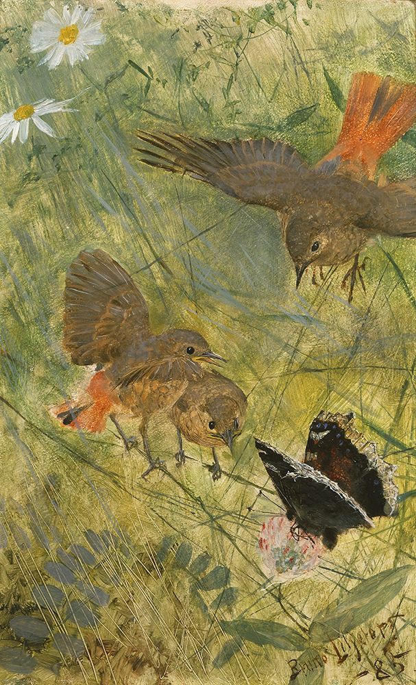 Redstarts and Butterflies 1885 art print by Bruno Liljefors for $57.95 CAD