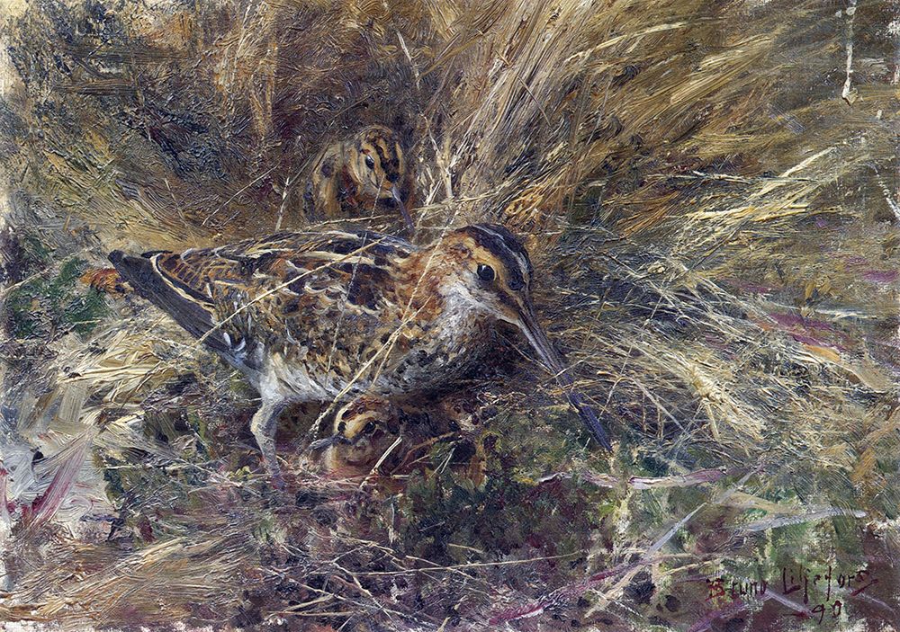 Snipe with Young 1890 art print by Bruno Liljefors for $57.95 CAD