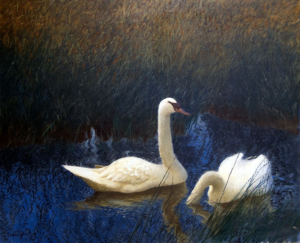 Swans in Reeds 1907 art print by Bruno Liljefors for $57.95 CAD