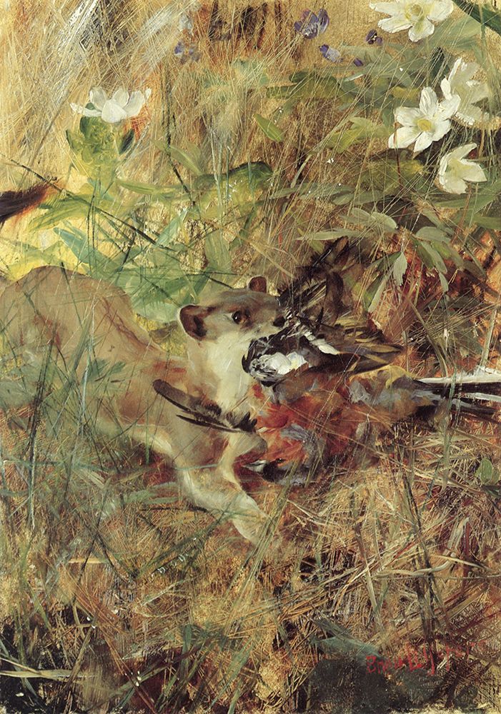 Weasel with Chaffinch 1888 art print by Bruno Liljefors for $57.95 CAD
